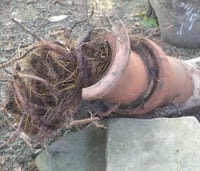 sewer line | sewer back up | sewer clog | clogged sewer | plumbing sewer | drain sewer