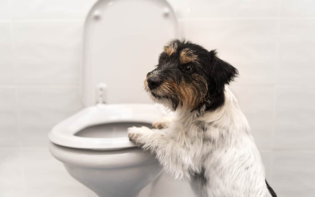 Best Flushing Toilet in Franklin, Indiana